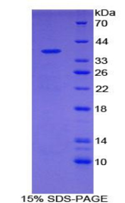 Mouse Recombinant NADH Dehydrogenase 1 (ND1)