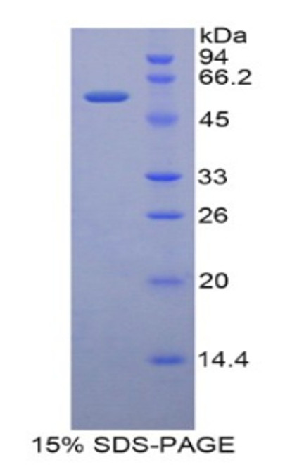 Rat Recombinant CUB And Zona Pellucida Like Domains Protein 1 (CUZD1)