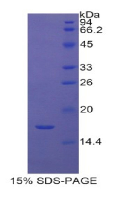 Human Recombinant Histone Cluster 2, H3a (HIST2H3A)