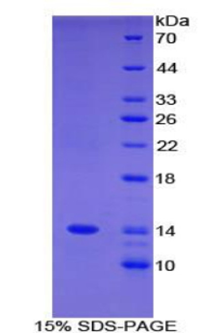 Human Recombinant Family With Sequence Similarity 19, Member A3 (FAM19A3)