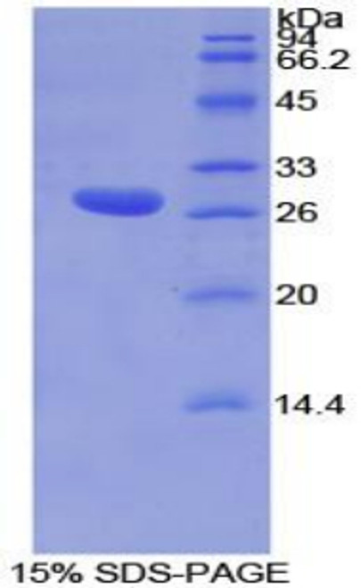 Mouse Recombinant Torsin A Interacting Protein 2 (TOR1AIP2)