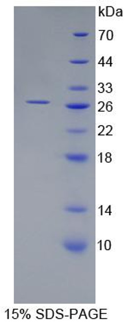 Human Recombinant ADP Ribosylation Factor Like Protein 15 (ARL15)