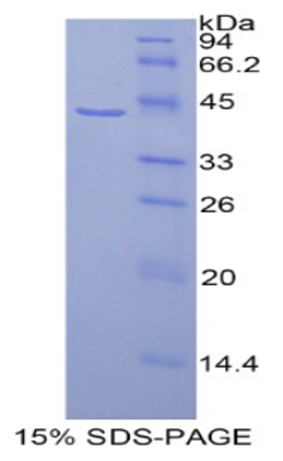 Human Recombinant Histone Cluster 1, H2ag (HIST1H2AG)