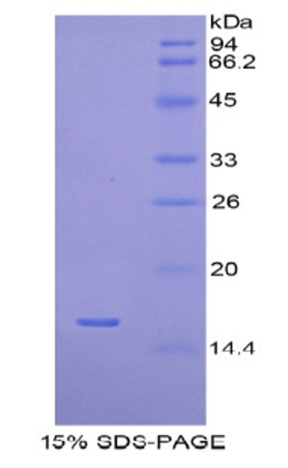 Human Recombinant H2A Histone Family, Member J (H2AFJ)