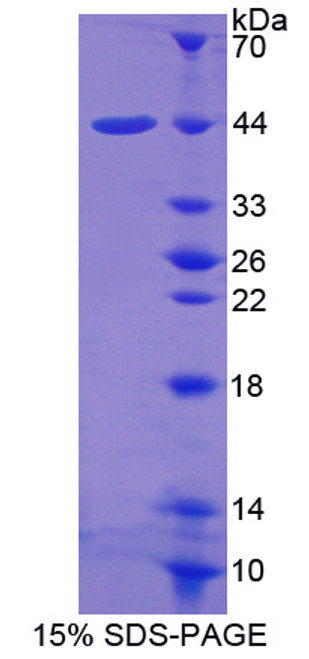 Mouse Recombinant Occludin/ELL Domain Containing Protein 1 (OCEL1)
