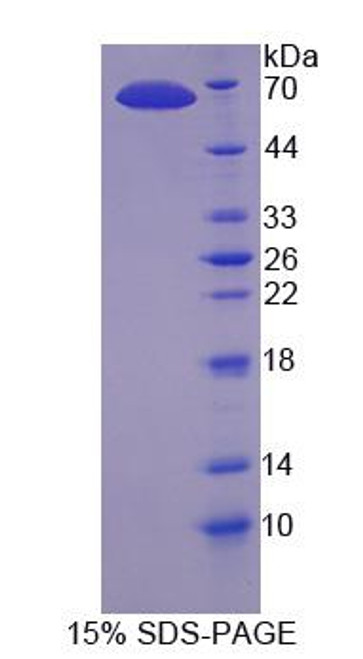 Human Recombinant Dynein Heavy Chain Domain Containing Protein 1 (DNHD1)