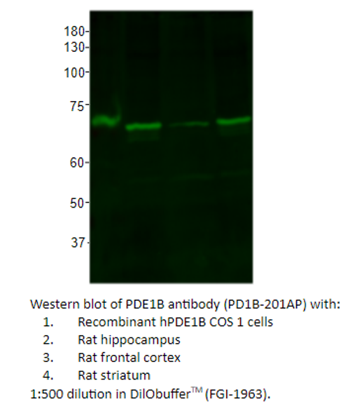 PDE1B Antibody from Fabgennix