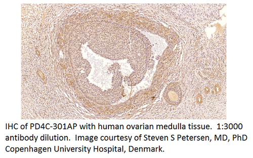 PDE4C Antibody from Fabgennix