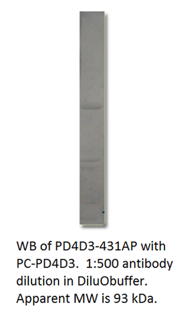 PDE4D3 Antibody from Fabgennix