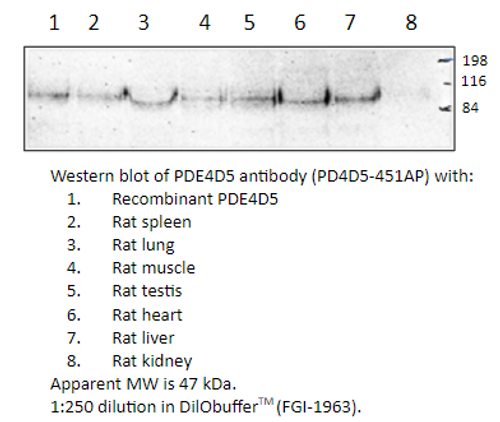 PDE4D5 Antibody from Fabgennix