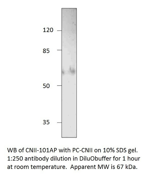 NT5C2 Antibody from Fabgennix