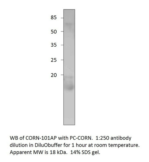 Cornichon Antibody from Fabgennix