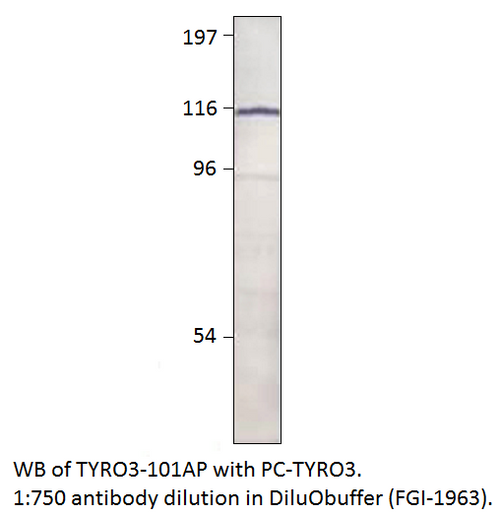 TYRO3 Antibody from Fabgennix