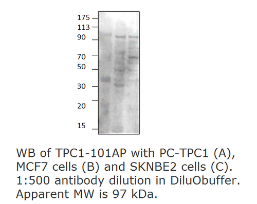 TPCN1 Antibody from Fabgennix