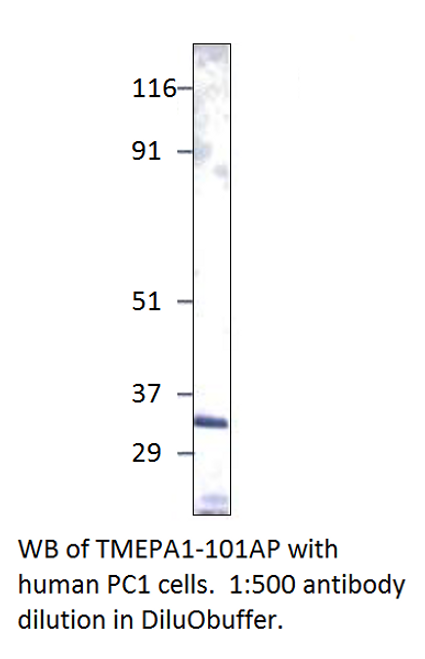 TMEPAI Antibody from Fabgennix