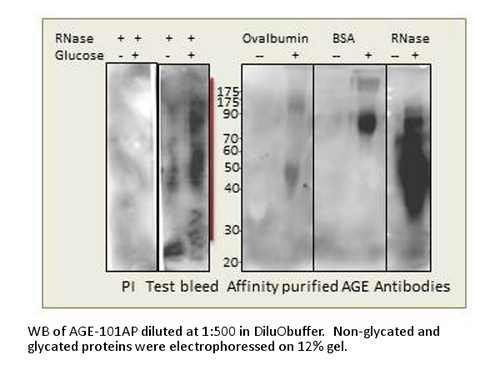 AGE Antibody from Fabgennix