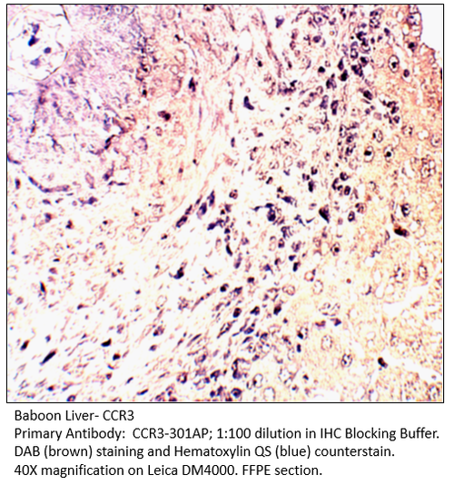 CCR3 Antibody from Fabgennix