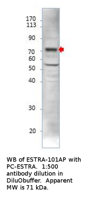 Estrogen Receptor alpha Antibody from Fabgennix