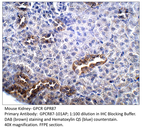 GPCR GPR87 Antibody from Fabgennix