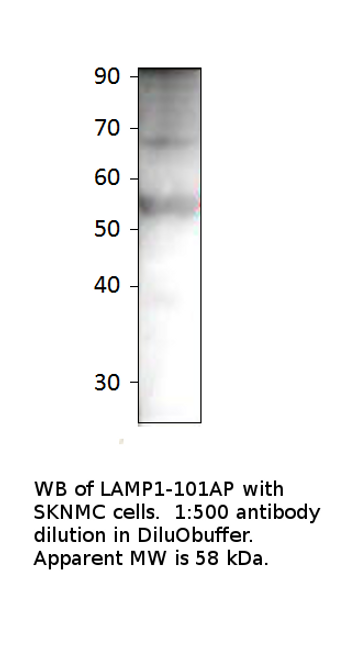 LAMP1 Antibody from Fabgennix