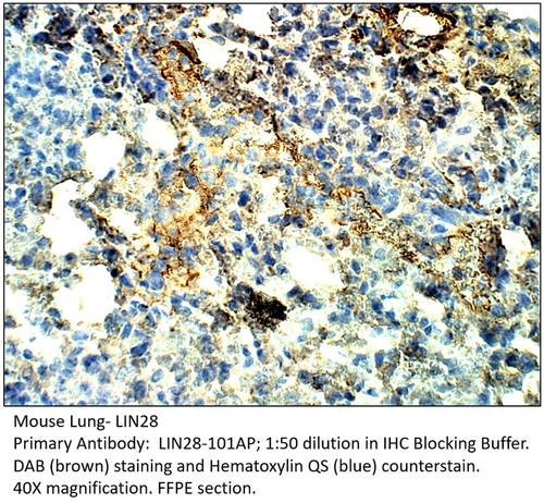 Lin28 Antibody from Fabgennix