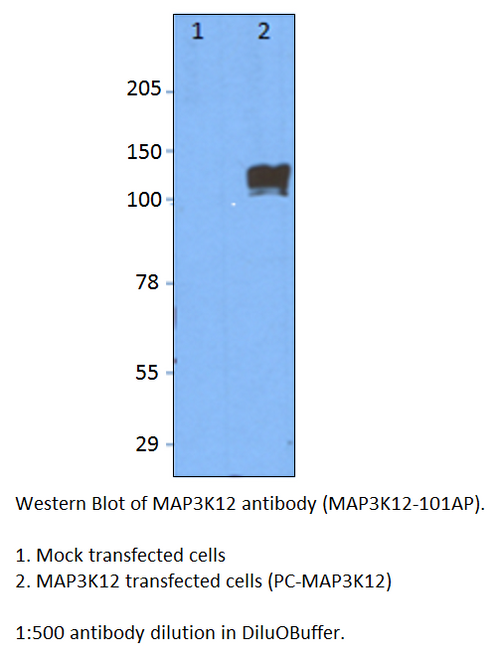 MAP3K12 Antibody from Fabgennix