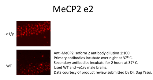 MeCP2 isoform 2 Antibody from Fabgennix