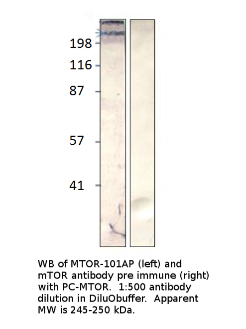 mTOR Antibody from Fabgennix