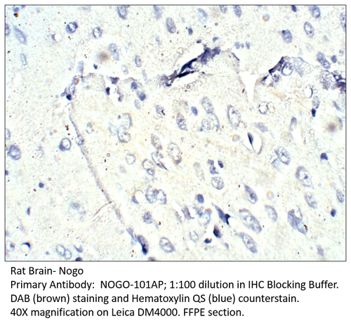 Nogo Antibody from Fabgennix