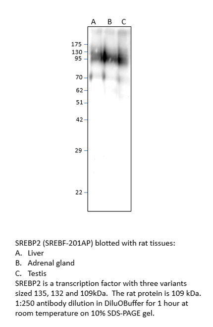 SREBP2 Antibody from Fabgennix