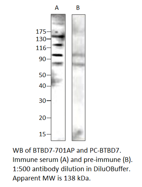 BTBD7 Antibody from Fabgennix