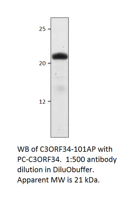 C3Orf34 Antibody from Fabgennix