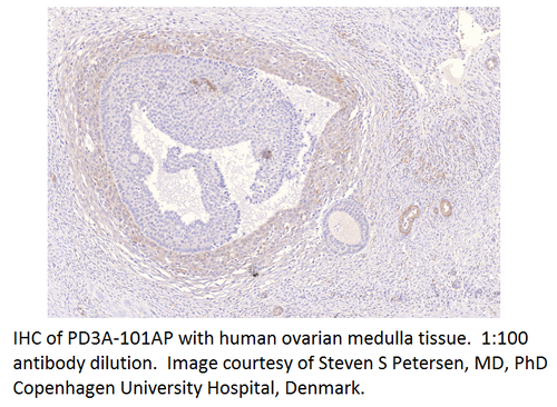 PDE3A Antibody from Fabgennix