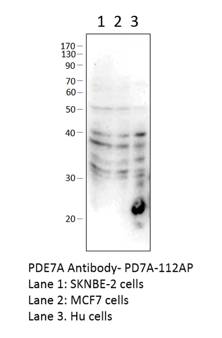 PDE7A Antibody from Fabgennix