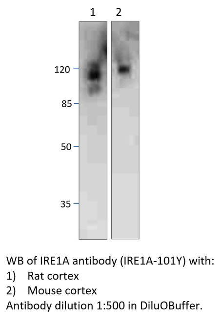 IRE1A Antibody from Fabgennix