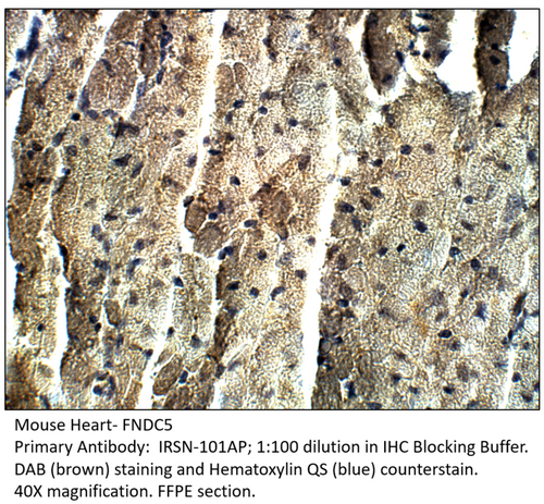 FNDC5 Antibody from Fabgennix