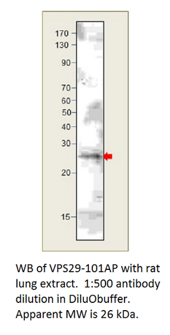 VPS29 Antibody from Fabgennix