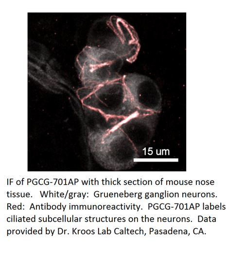 PGCG Antibody from Fabgennix