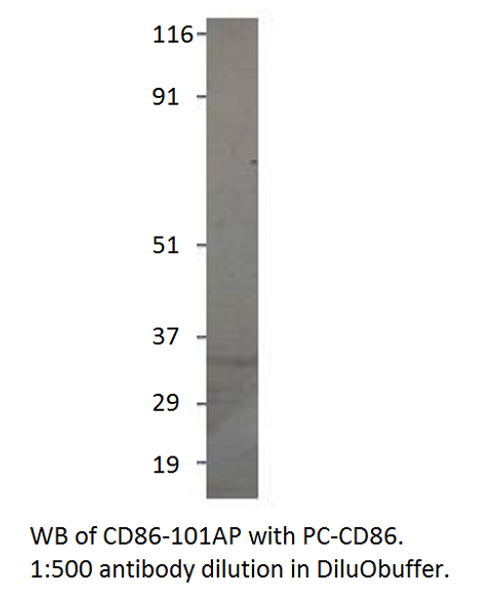 CD86 Antibody from Fabgennix