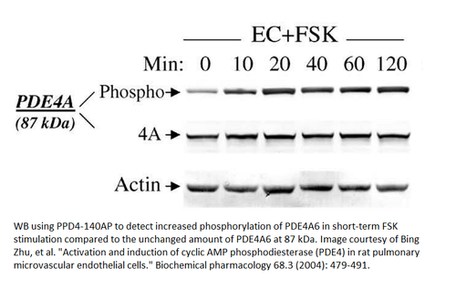 Phospho-PDE4A Antibody from Fabgennix