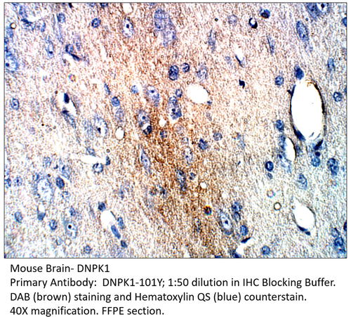 DNA PKcs Antibody from Fabgennix