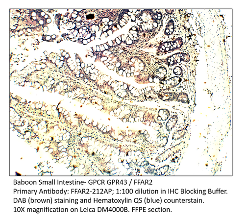 GPCR GPR43 / FFAR2 Antibody from Fabgennix