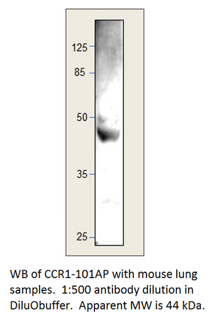 CCR1 Antibody from Fabgennix