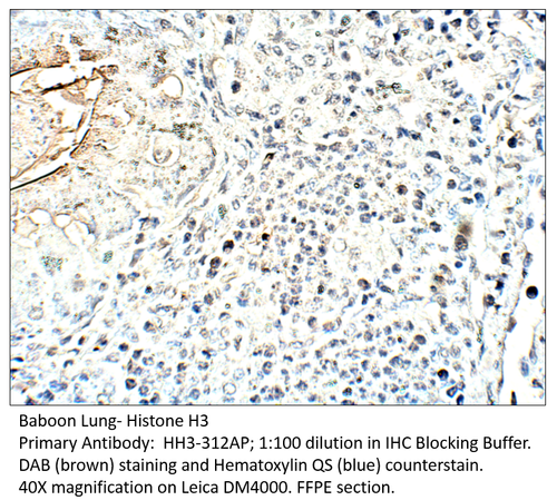 Histone H3 Antibody from Fabgennix