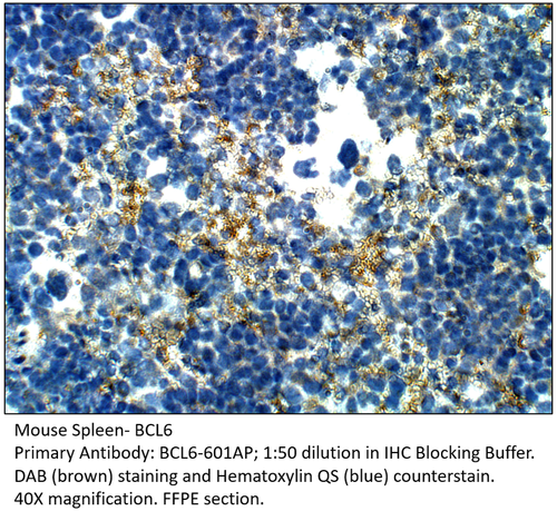 Bcl6 Antibody from Fabgennix