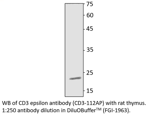 CD3 epsilon Antibody from Fabgennix