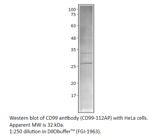 CD99 Antibody from Fabgennix