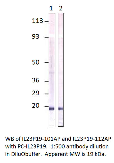 IL23 P19 Antibody from Fabgennix