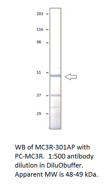 MC3 Receptor Antibody from Fabgennix