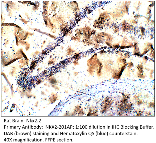 Nkx2.2 Antibody from Fabgennix